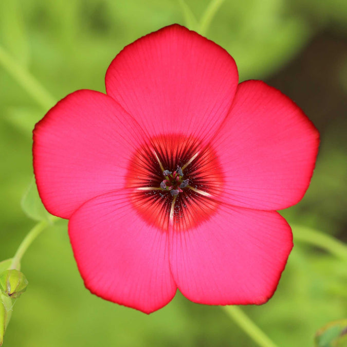 Heirloom Scarlet Flax Flower Seeds, Non-GMO Bright Red Blooms for Garden Planting for planting in home garden